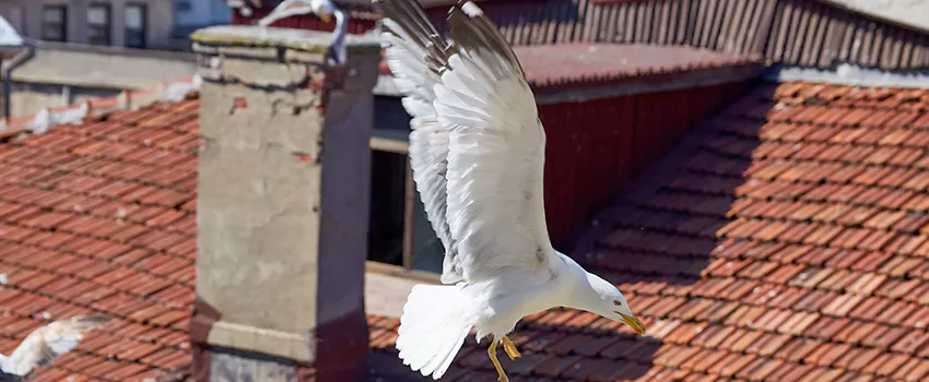 Residential Chimney Animal Removal Solution in The Acreage, FL